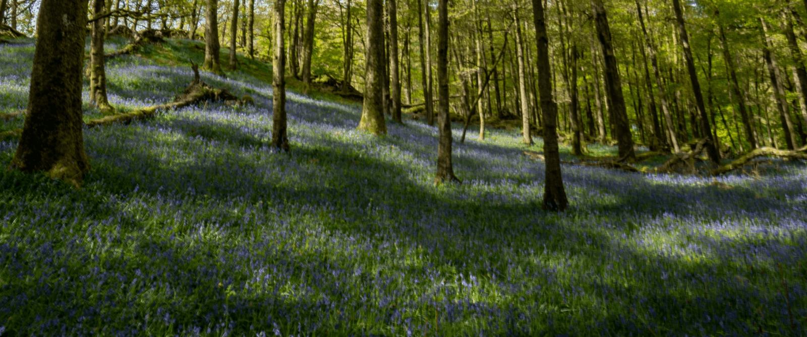 Bluebells in a sustainable wooded area.